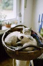 Die Milchbar ist erffnet!