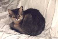 EC Spirit of Disorder's Alanis, unsere Prinzessin auf der Erbse