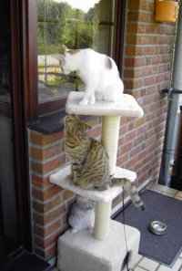 Die Dsseldorfer Stadtmusikanten