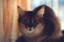 GCI Spirit of Disorder's Alyssand, der Pizzaräuber