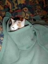 In die Decke gekuschelt