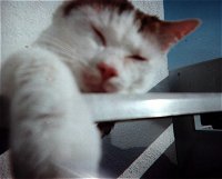 Hat der Kater einen Kater??