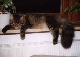 Auf der Fensterbank beim Schlafen