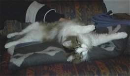 Brchen lsst sich verwhnen