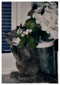 Sucht mich, Lola und Pumi