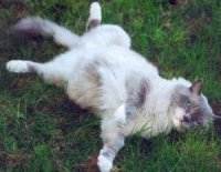 Im Gras kugeln ist toll!