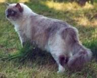 Der wachsame Benjamin