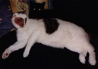 Charly, das Raubtier