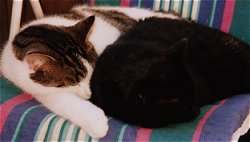 Aneinander gekuschelt