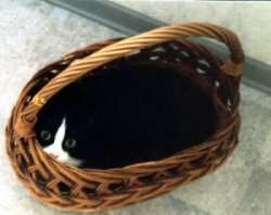 Blacky im Korb