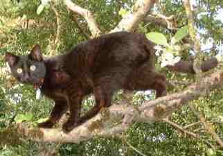 Blacky, der groe Kletterer!