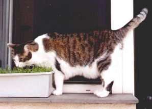 Bonny als ausgewachsener Pelzkopf