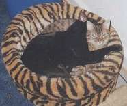 Aneinander gekuschelt im Krbchen