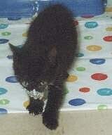 Buddy 6 Wochen alt nach Quark-Futter-Fressen!