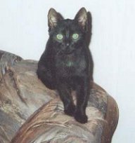 Buddy, ca. 4 Monate alt