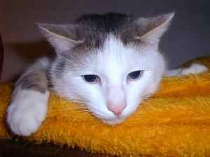 Buffy auf dem Schrank