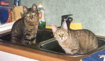 Wulfgar und Catti-brie