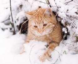 Caruso in seiner Schneehhle