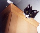 Casy auf dem Schrank