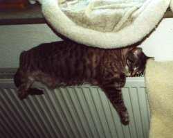 Comme-ci-Comme-ca am Grill