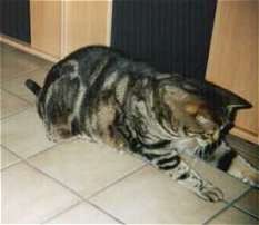 Charly, der groe Fnger!