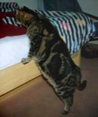 Elegant auf's Bett springen