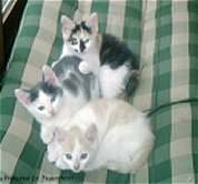 Chini, Karlchen und Blmchen