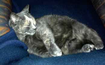 Chica und der Sessel