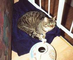 Cindy liegt da, wo die Decke hinfllt!