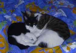 Cleo und Paris aneinander gekuschelt