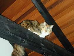 Cora behlt die bersicht