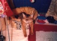 CI Spirit of Disorder's Crystal Voyager, Cool Cat