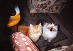 Verstndnislose Gesichter