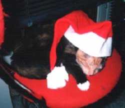 Chanice zu Weihnachten