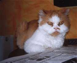 Dalli mit Kurzhaarfrisur