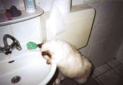 Allmorgendlicher Anblick