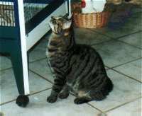 Diva lauert vor dem Vogelkfig