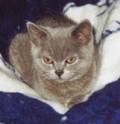 Emmy auf Kuscheldecke