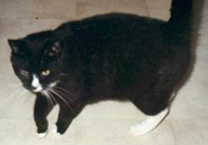 Felix, der Glckliche