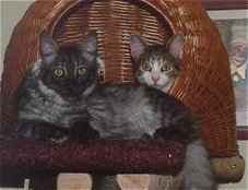 Fienchen und Laika im Krbchen