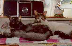 Fienchen und Laika aneinander gekuschelt