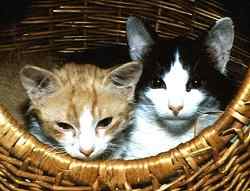 Beide teilen sich brderlich einen Korb