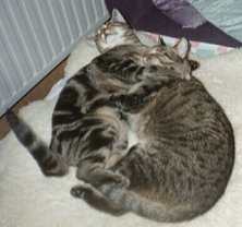 Susi und Florian - mal friedlich schlafend