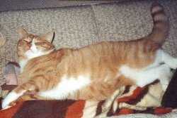 Foxi auf dem Sofa flzend