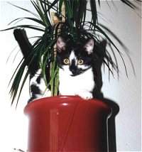 Fritzi im Drachenbaum