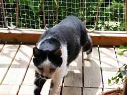 Frodo beim Herumtigern