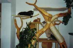 Das Trio Fraxi, Gizmo und Simba