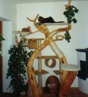 Ein Kratzbaum, den Katze sich wnscht
