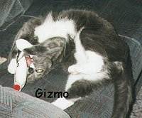 Gizmo