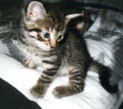 Gizmo noch mit vier Beinchen